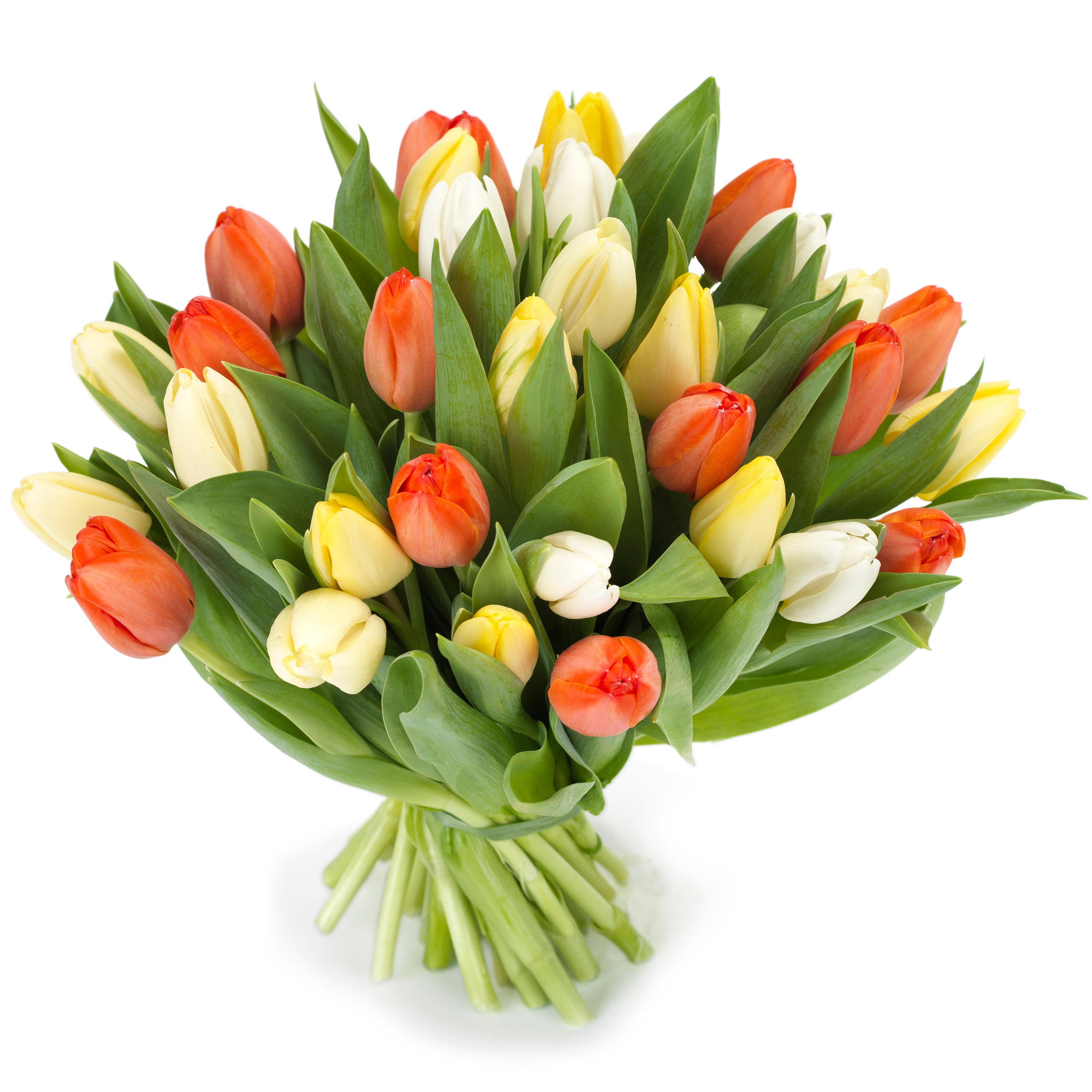 Tulpen 'Oranje gemengd'