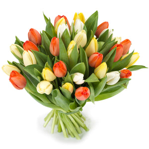 Tulpen 'Oranje gemengd'