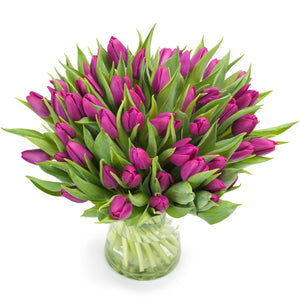 Tulpen 'Paars'