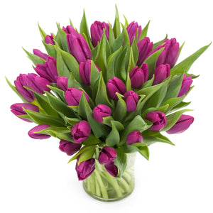 Tulpen 'Paars'